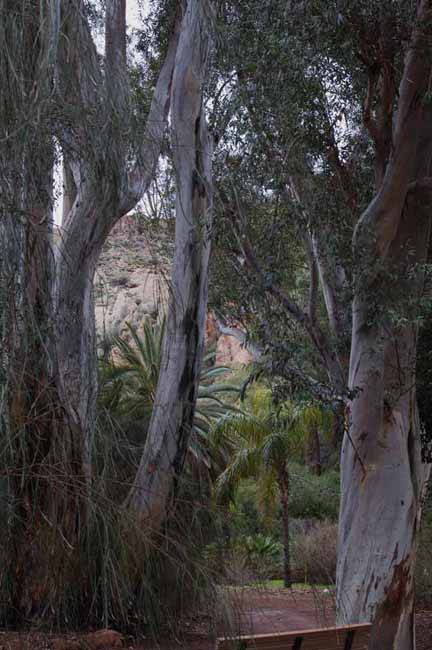 in the Eucalyptus Forest